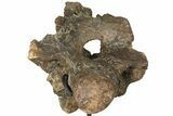 Triceratops Occipital Braincase on Stand - North Dakota #131350-2